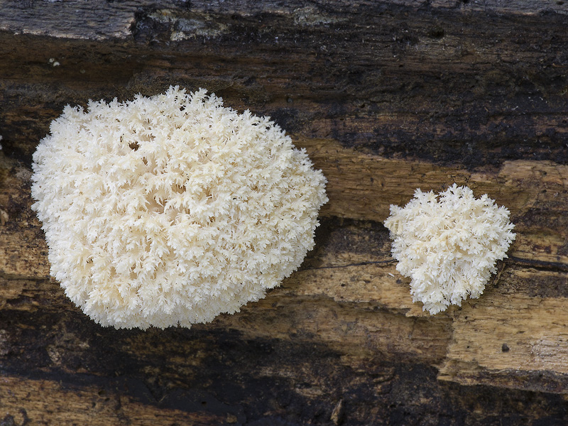 Hericium coralloides